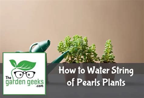 custom moisture meter string of pearls|string of pearls watering guide.